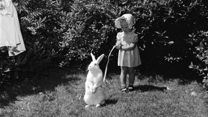 A little girl holds an Easter bunny on a leash, circa 1955.