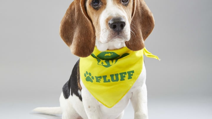 Puppy portrait for Puppy Bowl XV – Team Fluff’s Remington from Bonnie’s Animal Rescue Kingdom. Photo by Nicole VanderPloeg