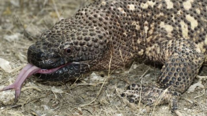 UNSPECIFIED – FEBRUARY 23: Gila Monster (Heloderma suspectum), Helodermatidae. (Photo by DeAgostini/Getty Images)