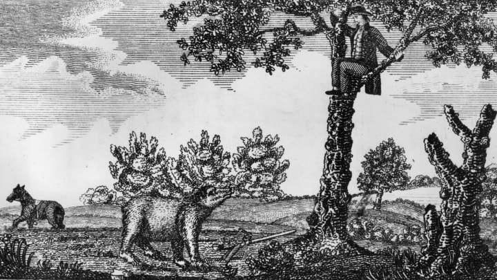 circa 1805: A member of Lewis and Clark’s exploratory team hiding up a tree after having shot a bear. Original Publication: From ‘Journal of Voyages’ by Peter Gass – pub 1811. (Photo by Hulton Archive/Getty Images)