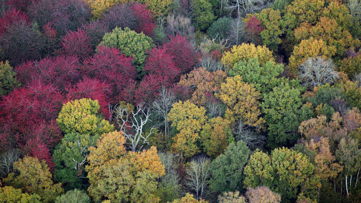 Fall brings foliage changes