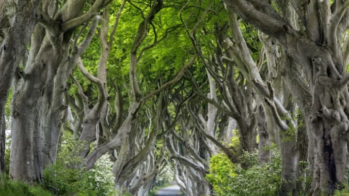 The Dark Hedges stood in for King’s Road in Game of Thrones.