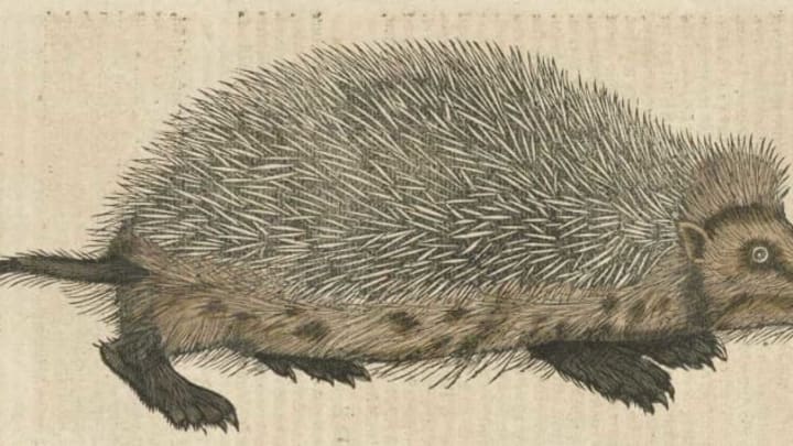 Hedgehog spikes aren't barbed or poisonous.