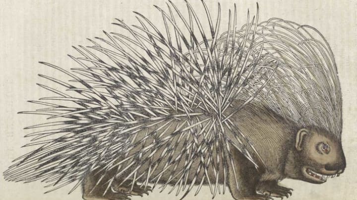 The name porcupine comes from the French for "thorny pig."