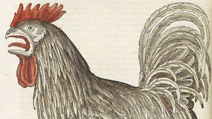 According to one study, a rooster's crow can reach 140 decibels.