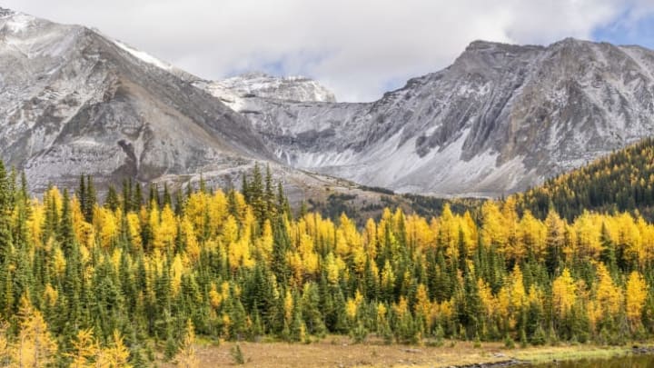 Fall brings a rush of gold to the Canadian Rockies.