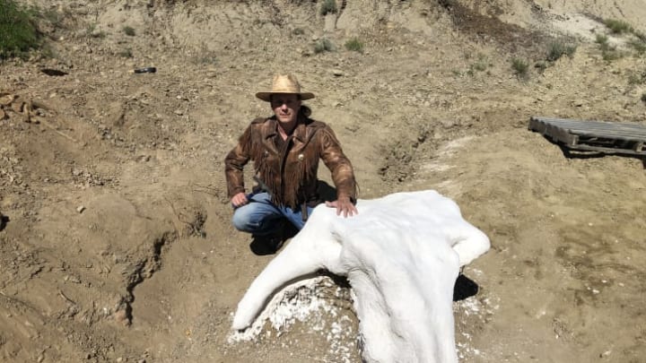 Michael Kjelland with Triceratops skull treated with foil and plaster.