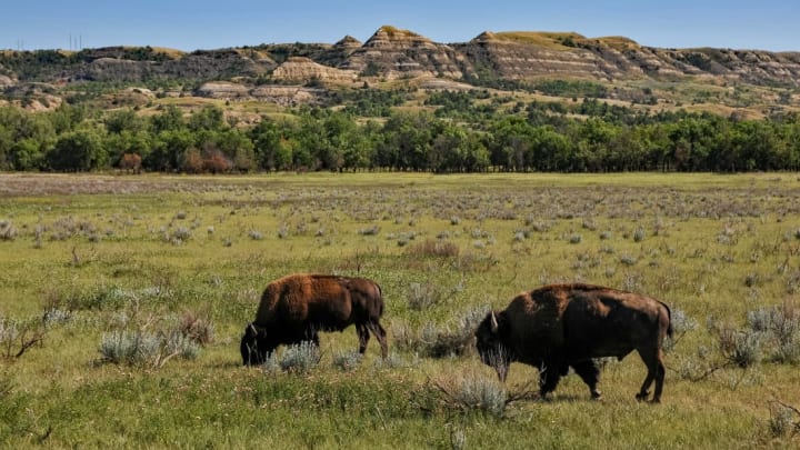 Two bison grazing in Theodore Roosevelt National Park.