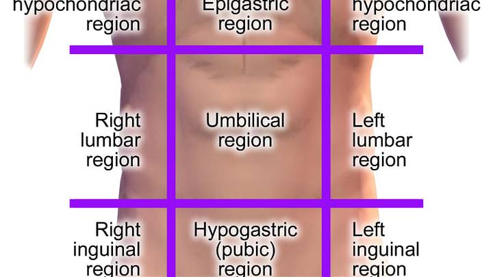 Navel Anatomy Acronym Navel Anatomy Acronym