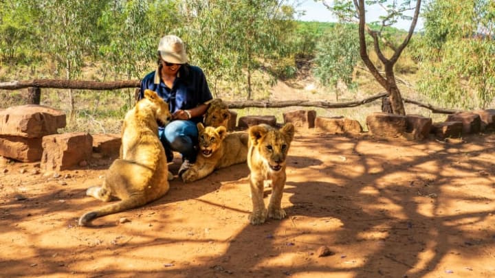 Female park ranger with lions