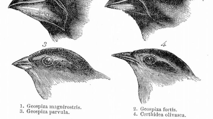 The variations in different finch beaks were vital to Darwin's theory of natural selection.
