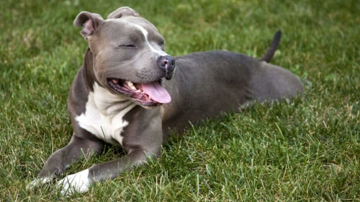 A pit bull sitting pretty.