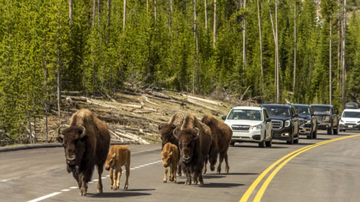 YELLOWSTONE NATIONAL PARK, WY - JUNE 01: A group of cow bison and their newly born calves walk on the road as Montana gates to Yellowstone National Park opened for day trips on June 1, 2020 in Yellowstone National Park, Wyoming. The park's Montana entrances opened as the state enters phase 2 of lifting lockdown measures imposed due to the COVID-19 pandemic. (Photo by William Campbell/Getty Images)