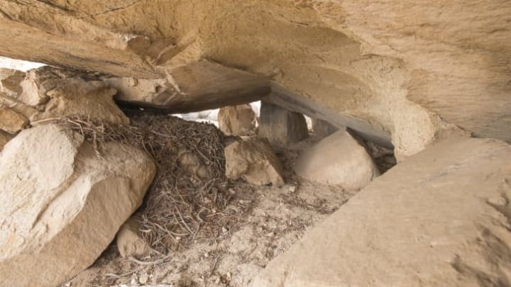 DNA tests of rodent middens, like this one in Joshua Tree National Park, offer clues about ancient ecosystems.