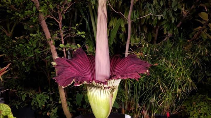 This corpse flower is ready for her closeup.