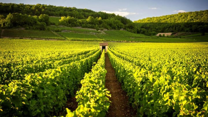 Gene editing techniques like CRISPR are upending thousands of years of wine-making tradition.