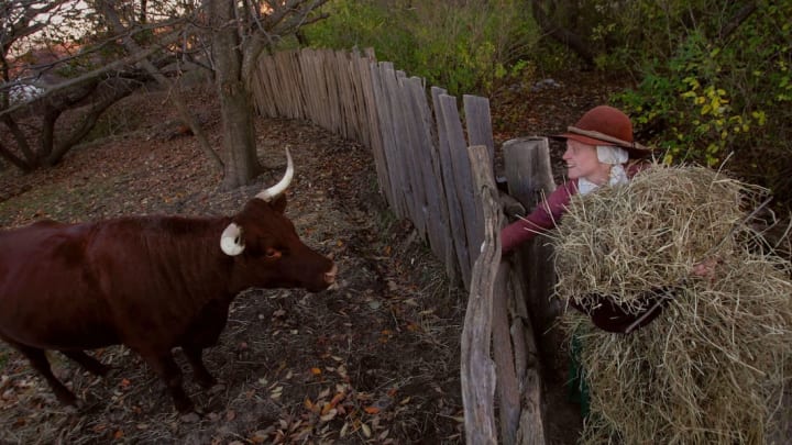 Lydia Hicks brings food to a cow in the 1627 Pilgrim Village at Plimoth Plantation, the 17th century replica village that was the site of the first Thanksgiving in 1623.