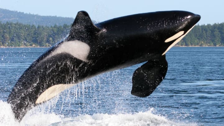 Killer whales might be lashing out in response to decades of disruption by humans.