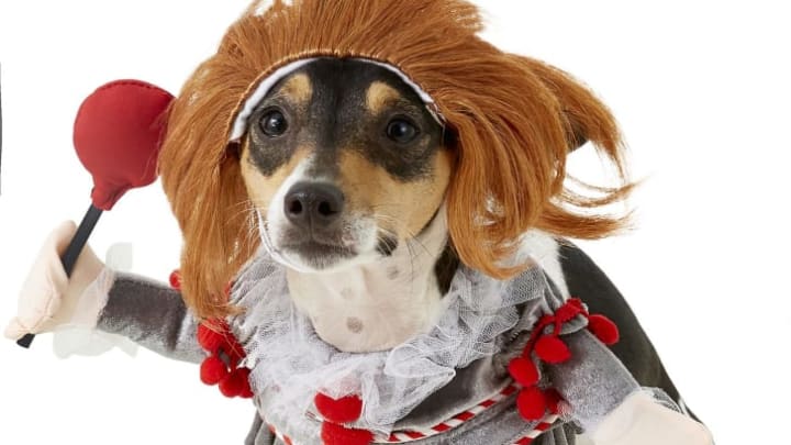 31 Of The Most Hilarious Halloween Costumes For Dogs! These Are Genius.