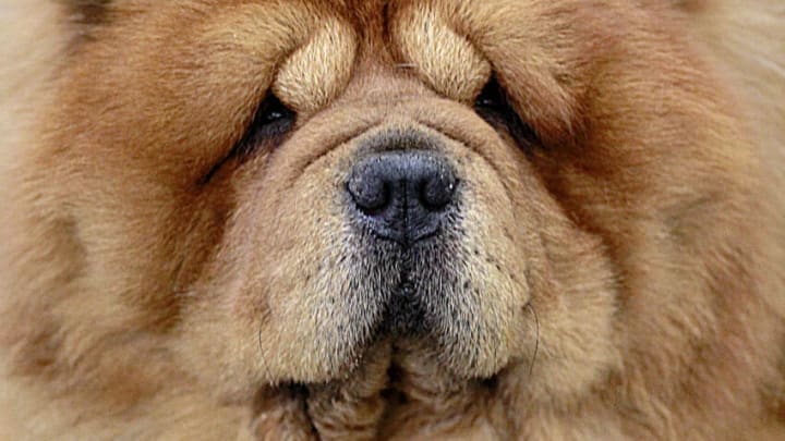 NUERNBERG, GERMANY – JANUARY 14: A Chow Chow at the CACIB dog exhibition at the Exhibition Centre Nuernberg on January 14, 2012 in Nuernberg, Germany. (Photo by Agency-Animal-Picture/Getty Images)