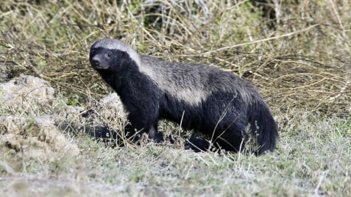 All you need to know about the creature that fearlessly faces down predators with "stink bombs," among other incredible tactics.