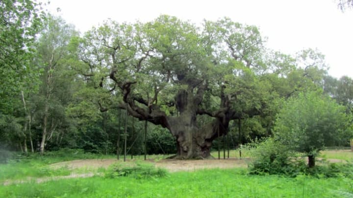 The Major Oak of Sherwood Forest