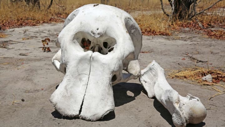 It’s easy to see how people could have confused this elephant skull for the remains of a giant Greek monster.