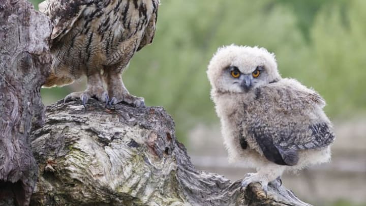 Some owls have evolved to change colors to deal with climate change.
