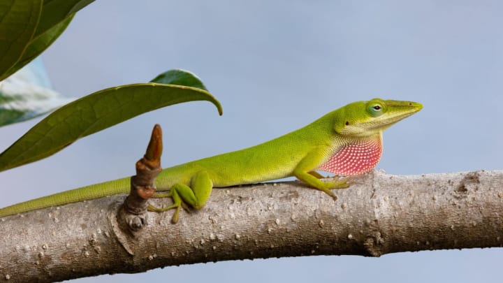 When competition moved in, Florida's native green lizards evolved to become stickier.