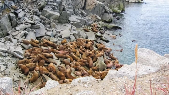 Walruses gather in huge groups called "haul outs" to rest and sunbathe.