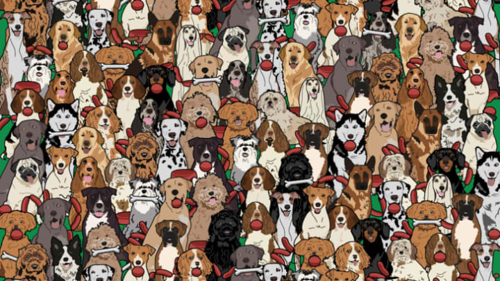 Does your dog have a lookalike somewhere in here?