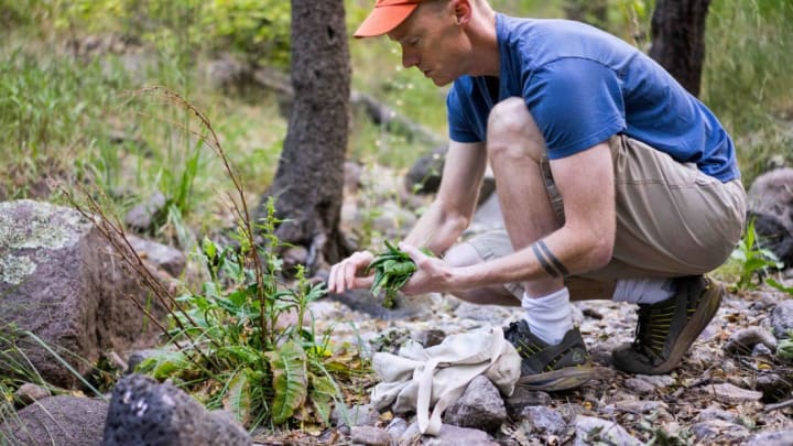 Rob Connoley forages for plants.