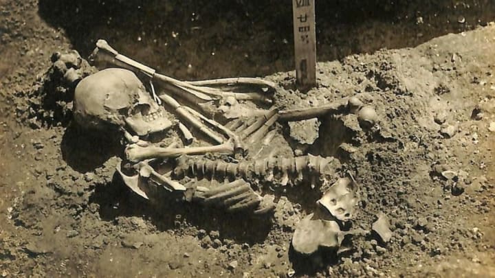 A photo of the skeleton taken when it was originally excavated from the burial site.
