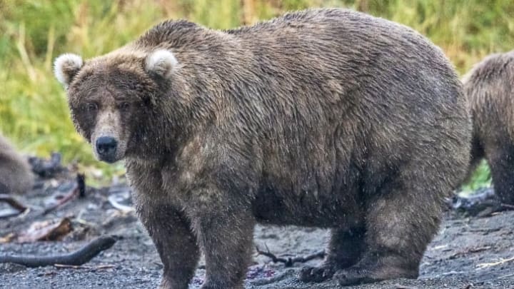 Bear 128, a.k.a. Grazer—a Fat Bear Week fan favorite.