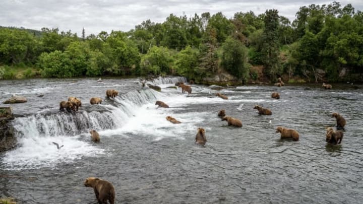 Bears gathering to eat salmon at Brooks Falls in Katmai National Park and Reserve.