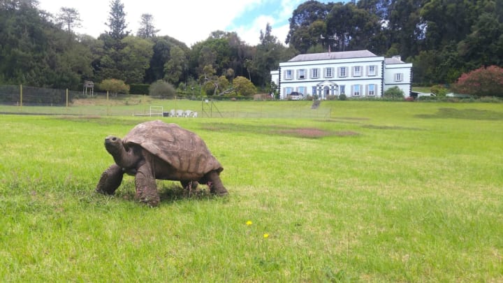 Jonathan, a Seychelles giant tortoise, is 189 years young.