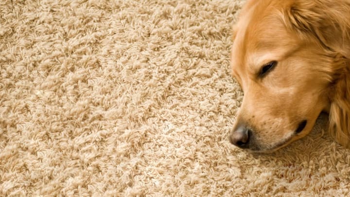 How To Fix A Carpet Ripped Up By A Dog