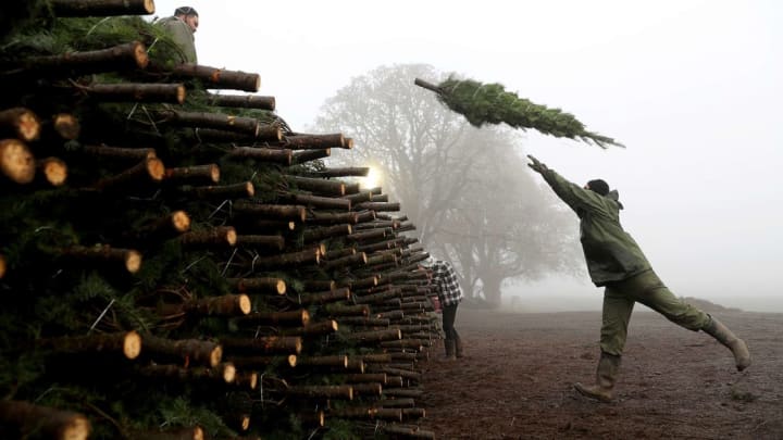 Christmas tree harvesters hard at work at Oregon's Holiday Tree Farms in November 2017.