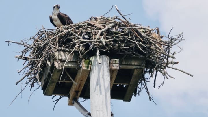 An osprey perches on its huge nest built on a human-made platform.