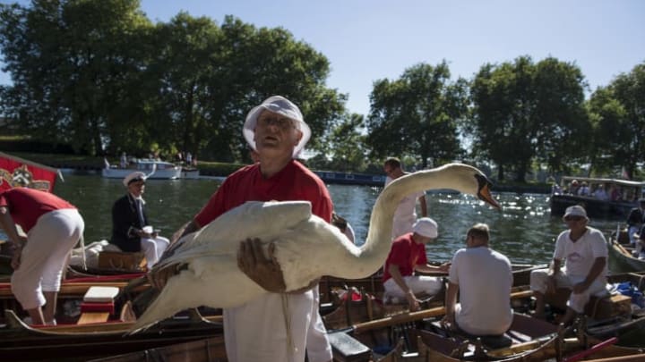 A man carries a Mute Swan from the River Thames to be weighed during the annual Swan Upping census—in which the Queen's swan marker counts the number of young cygnets on the river each year, checks the animals for injury or disease, and ensures that the swan population is maintained—in 2016.