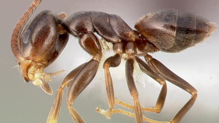An odorous house ant.