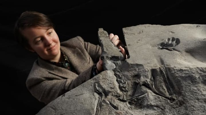 PhD student Natalia Jagielska unveils the 170-million-year-old fossil.