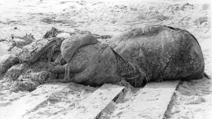 The globster known as the St. Augustine Monster washed up on a Florida beach in 1896.