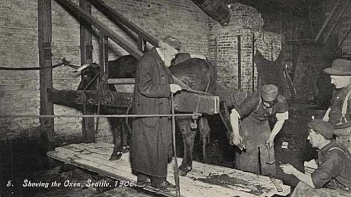 Men shoeing an ox in Seattle, Washington, in 1906.