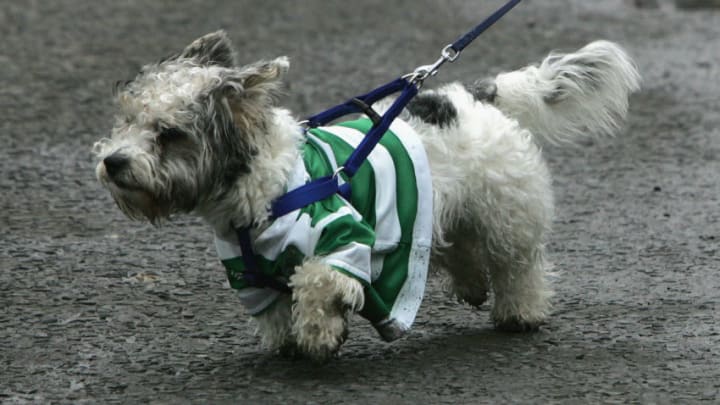 BELFAST, NORTHERN IRELAND - MARCH 17: A dog wearing a Celtic FC shirt takes part in the main St. Patrick's Day parade, March 17, 2005, in Belfast, Northern Ireland. (Photo by Paul McErlane/Getty Images)