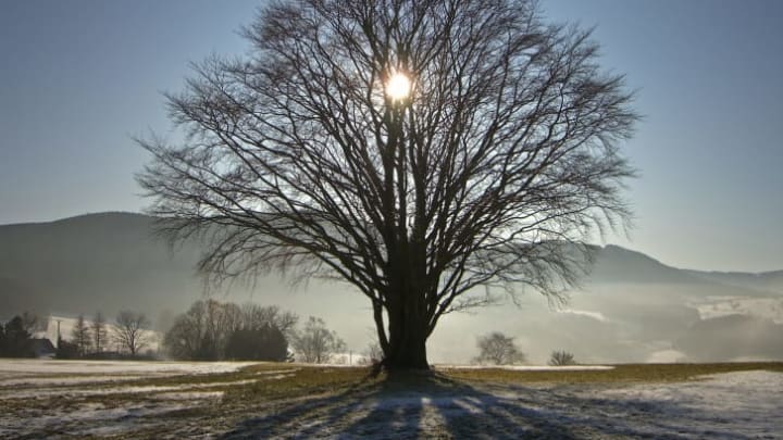 Sun setting behind a tree in the winter