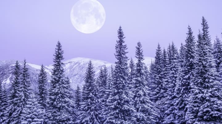 Full moon over a winter pine forest