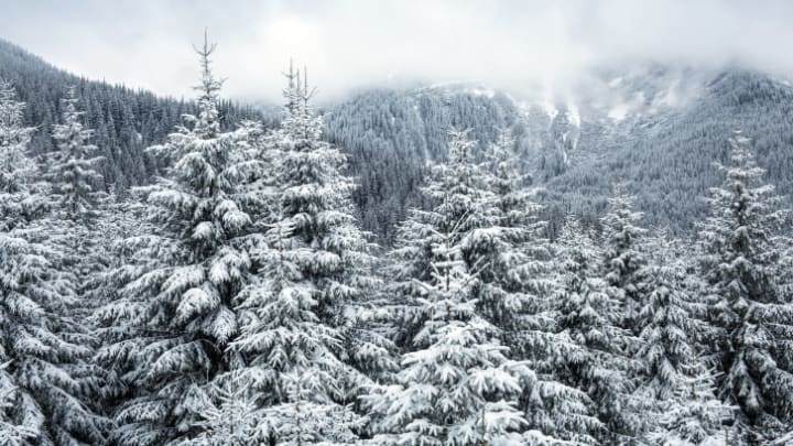 SNow-covered pine forest
