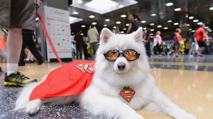 CHICAGO, IL - AUGUST 24: A dog dressed as Krypto the Superdog attends Wizard World Chicago Comic Con 2014 at Donald E. Stephens Convention Center on August 24, 2014 in Chicago, Illinois. (Photo by Daniel Boczarski/Getty Images)