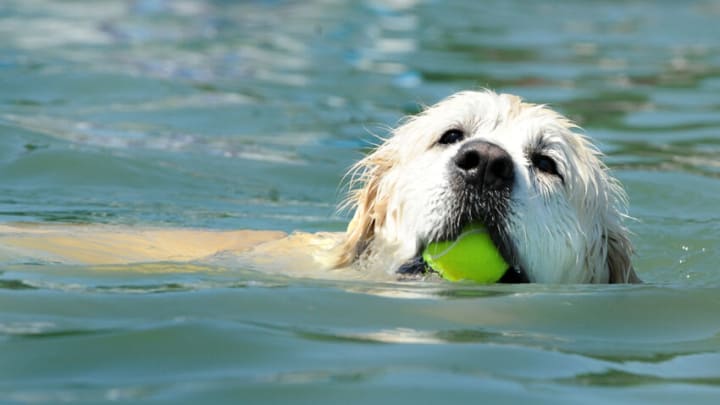 NORTHWICH, ENGLAND - JUNE 18: Golden Retriever enjoys Dog Diving at DogFest north hosted by Supervet, Professor Noel Fitzpatrick at Arley Hall on June 18, 2017 in Northwich, England. (Photo by Shirlaine Forrest/WireImage)